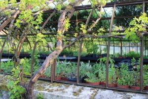 Le jardin nourricier